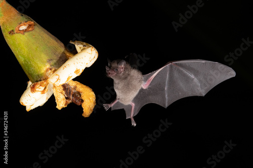 Lonchophylla robusta, Orange nectar bat The bat is hovering and drinking the nectar from the beautiful flower in the rain forest, night picture, Costa Rica