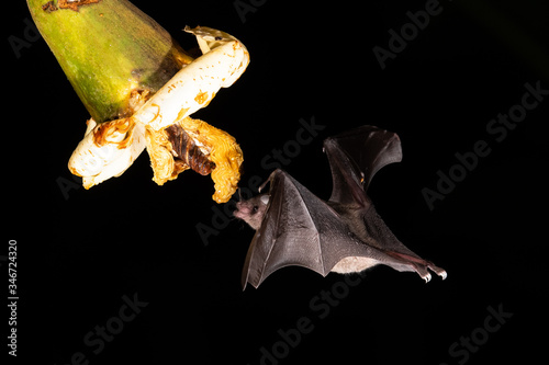 Lonchophylla robusta, Orange nectar bat The bat is hovering and drinking the nectar from the beautiful flower in the rain forest, night picture, Costa Rica photo