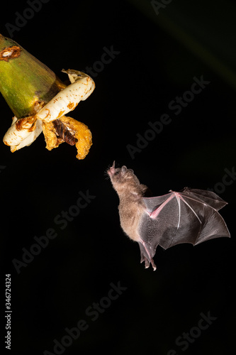Lonchophylla robusta, Orange nectar bat The bat is hovering and drinking the nectar from the beautiful flower in the rain forest, night picture, Costa Rica