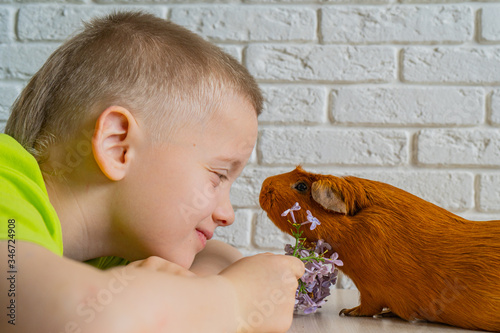Bilde på lerret The boy and red domestic guinea pig (Cavia porcellus), also known as cavy or dom