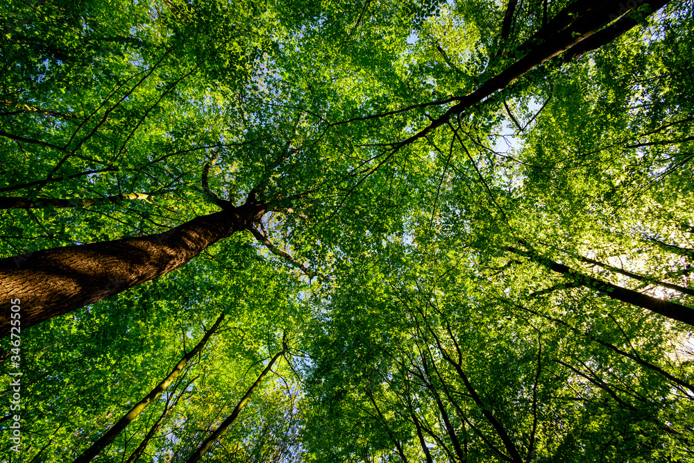 Fototapeta premium Ihlower Wald im Frühling