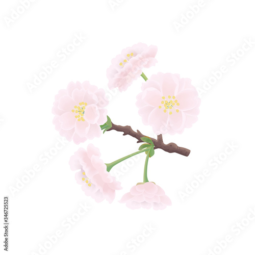 ヤエザクラ
