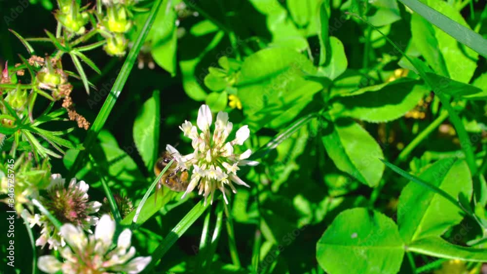 A bee gathering pollen from a clover flower on a sunny spring day. A bee gathering pollen from a clover flower on a sunny spring day.
