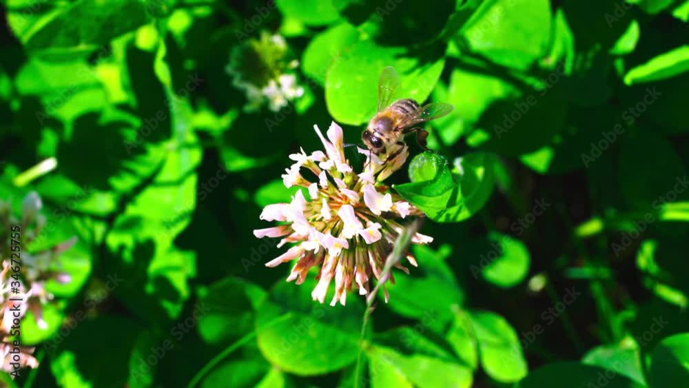 A bee gathering pollen from a clover flower on a sunny spring day. A bee gathering pollen from a clover flower on a sunny spring day.