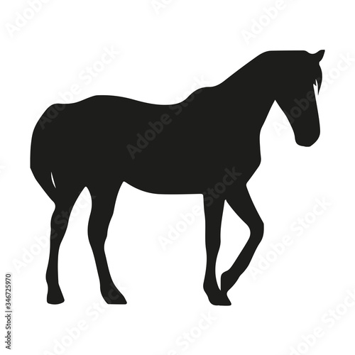 Horse Silhouette On White Background 