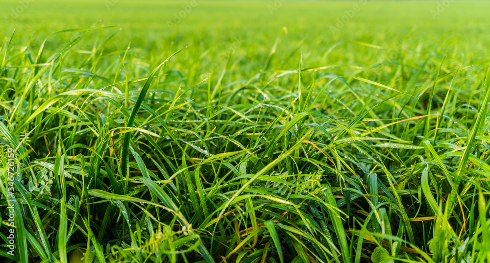 Makroaufnahme von Gras mit Tautropfen auf einer Wiese Makroaufnahme von Gras mit Tautropfen auf einer Wiese