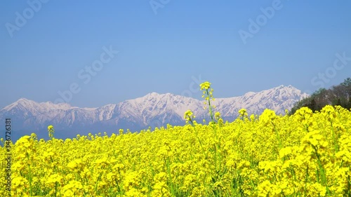 菜の花と北アルプス