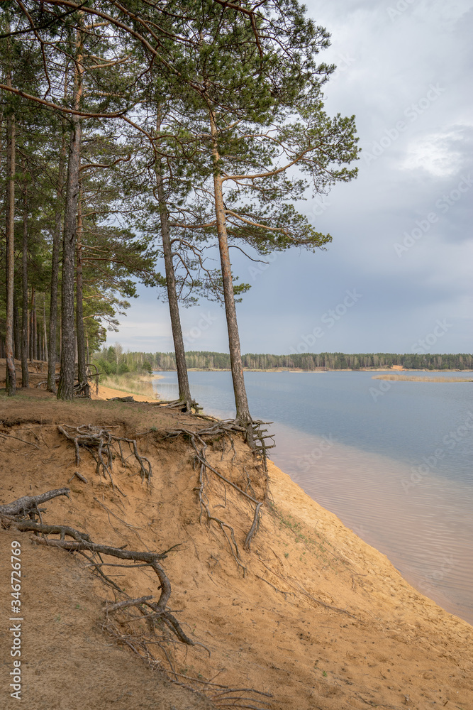 Tall pines with open roots on steep crumbling sandy shore of lake with clear water. Place for rest and relaxation. Spring landscape as background for your design Tall pines with open roots on steep crumbling sandy shore of lake with clear water. Place for rest and relaxation. Spring landscape as background for your design
