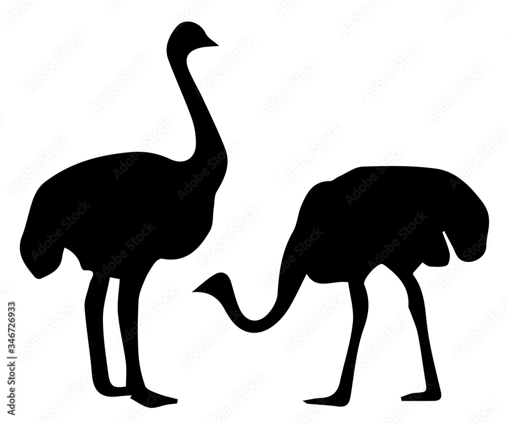 Silhouette of ostrich on white background