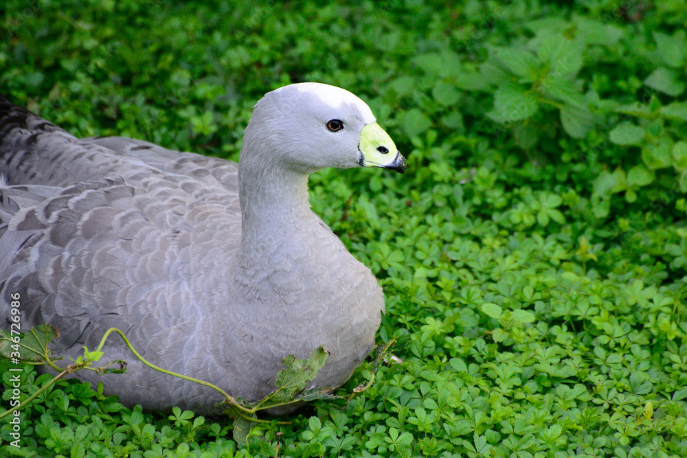 Chicken goose swims in the water