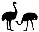 Silhouette of ostrich on white background