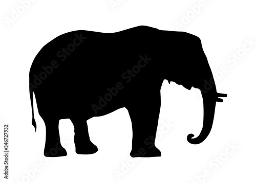 Photography Silhouette of elephant on white background