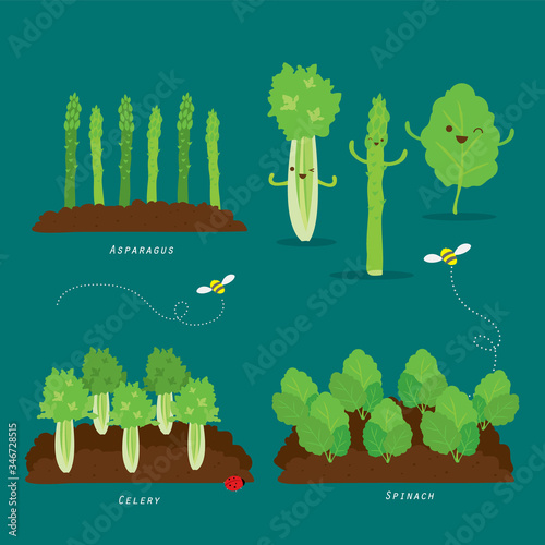 Set of Vegetable garden. Organic and healthy food Cartoon Vector illustration.
