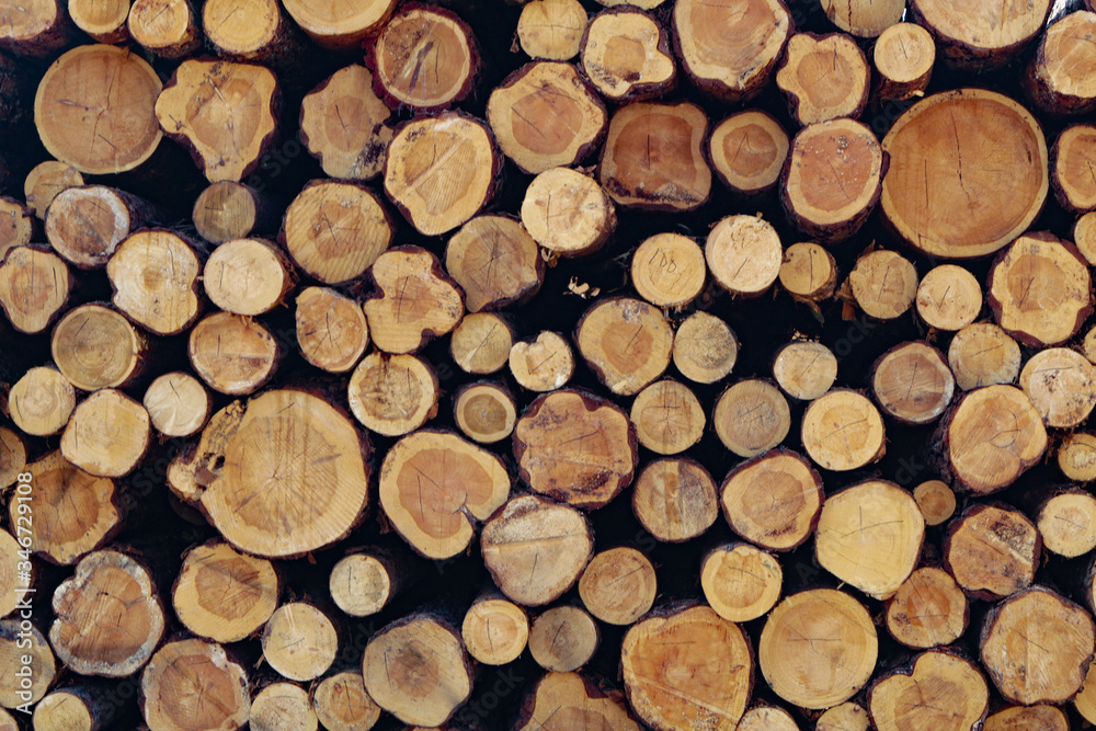 Wooden background, a lot of wood from round timber. Wooden background, a lot of wood from round timber.