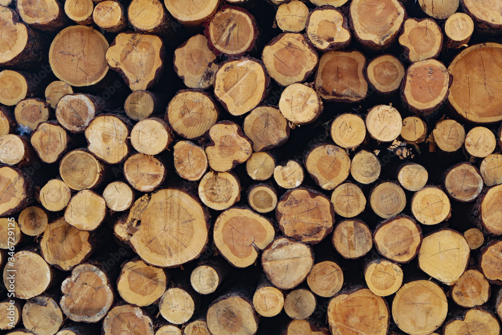 Wooden background, a lot of wood from round timber. Wooden background, a lot of wood from round timber.