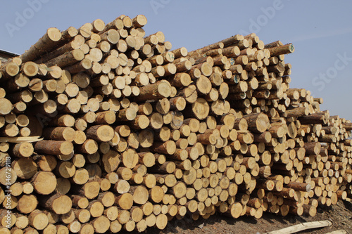 A pile of logs of round timber, tree.