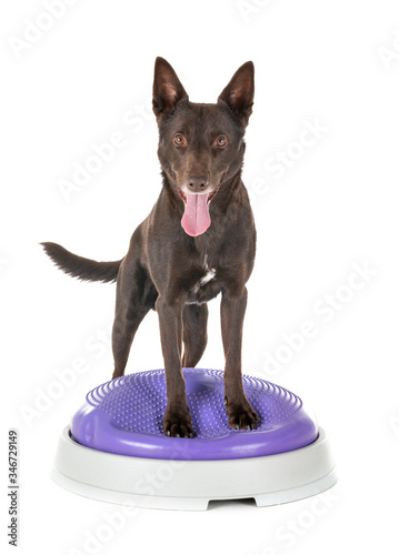 Фотография Australian Kelpie in studio