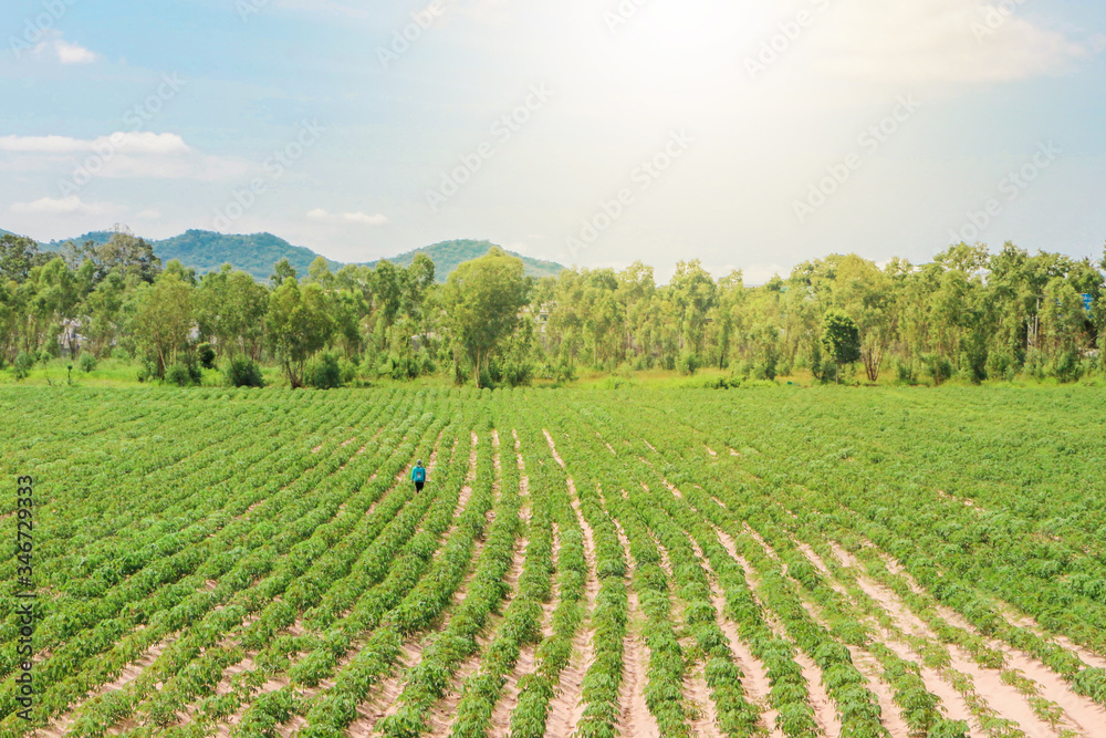 Potato Farming for Thai Farmers