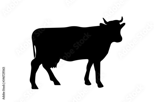 Cow silhouette on white background.