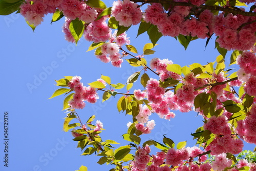 雪国では５月まで楽しめるピンク色の濃い八重桜 photo