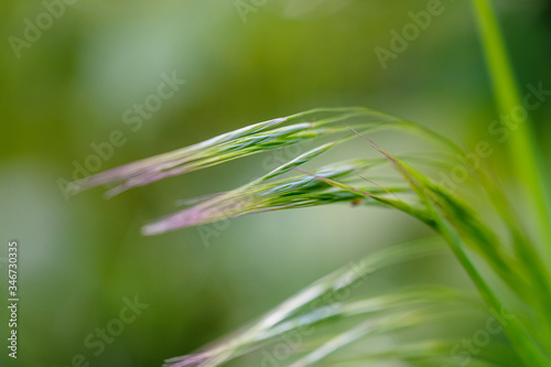 Gras, Closeup, Frühling