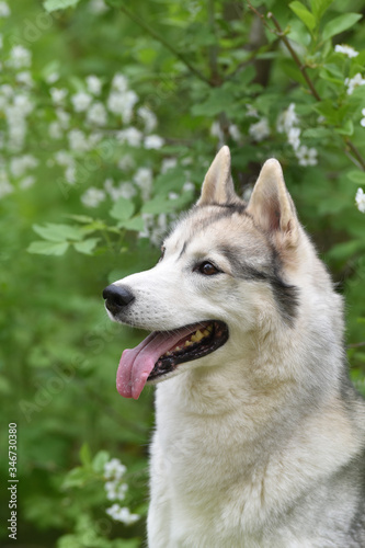 portrait of a dog breed Siberian husky on a background of flowering trees