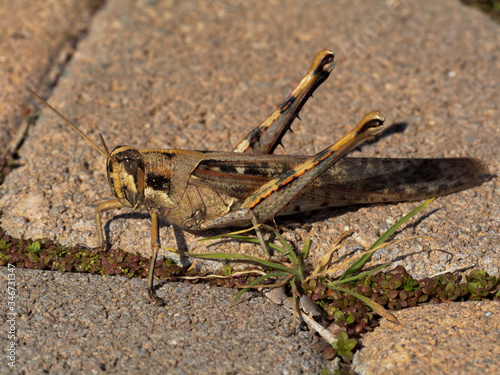 Grasshopper on Concrete Ground © Sammy