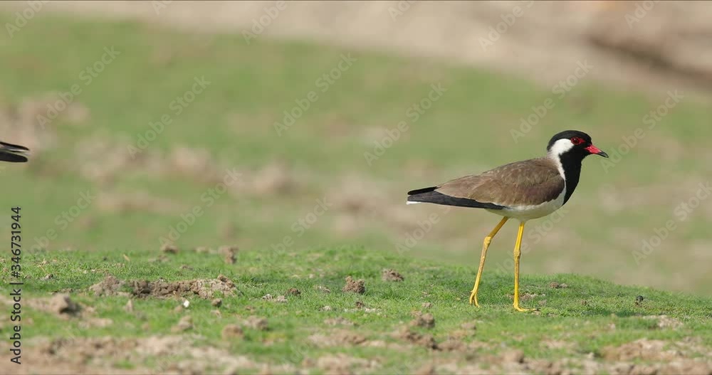 Pair of Red Wattled Lapwing birds walk on green grass around grassland Pair of Red Wattled Lapwing birds walk on green grass around grassland
