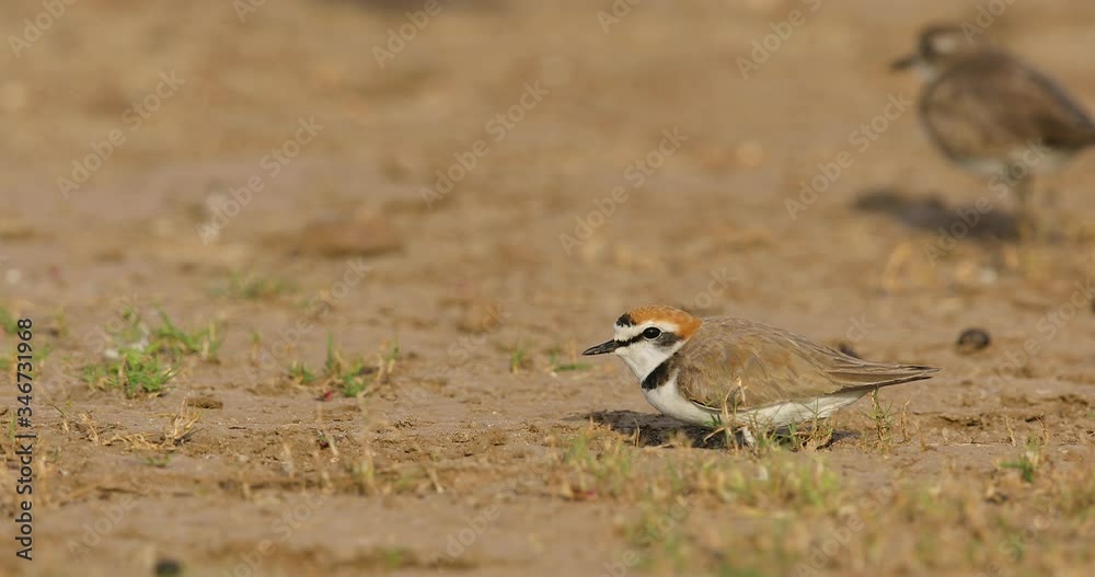 Male Kentish Plover bird lowers its body mid-day on a grassland in India Male Kentish Plover bird lowers its body mid-day on a grassland in India