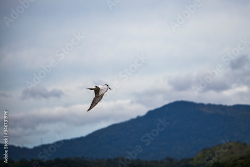 seagull in the sky © YasiruLakshan