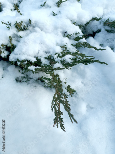 Thuja. Branches of an evergreen shrub under a snow cover. Winter time.