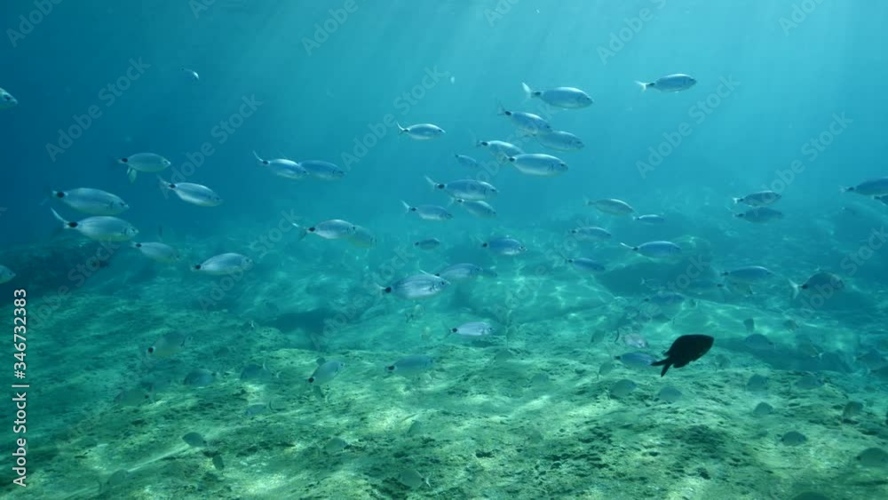fish scenery underwater sun beams sun rays underwater mediterranean sea sun shine