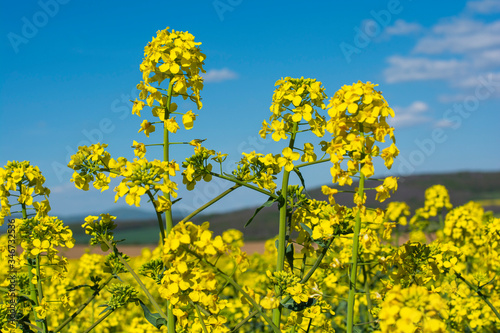 Detail of flowering rapeseed canola or colza in latin Brassica Napus, plant for green energy and oil industry, rape seed with the blue sky background.
