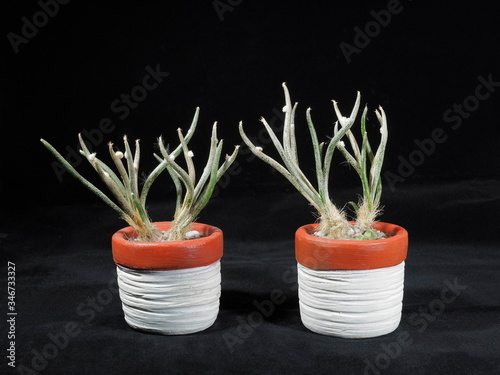 Close-up two Astrophytum Caput-Medusae cactus in white flower pot on black background.