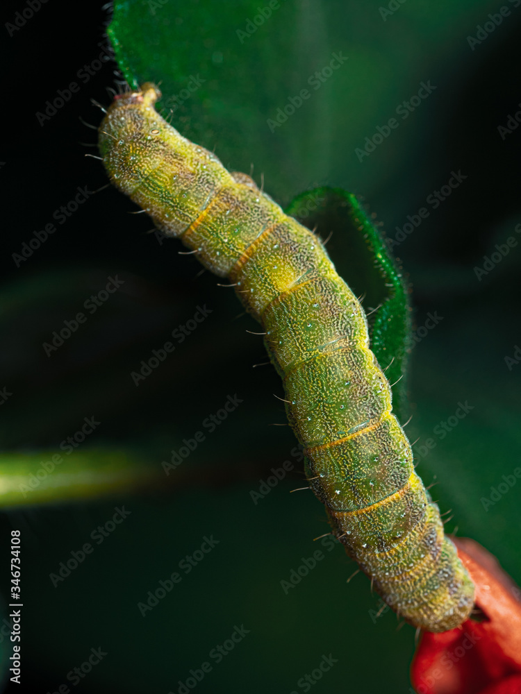 Fototapeta premium Caterpillar Macro