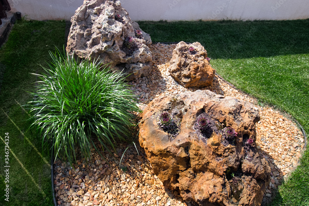 Echeveria elegans in the rock garden. Rock garden design. Alpine Hen and chicken plant with purplish leaves on the rock. Decorative cereal in the tub
