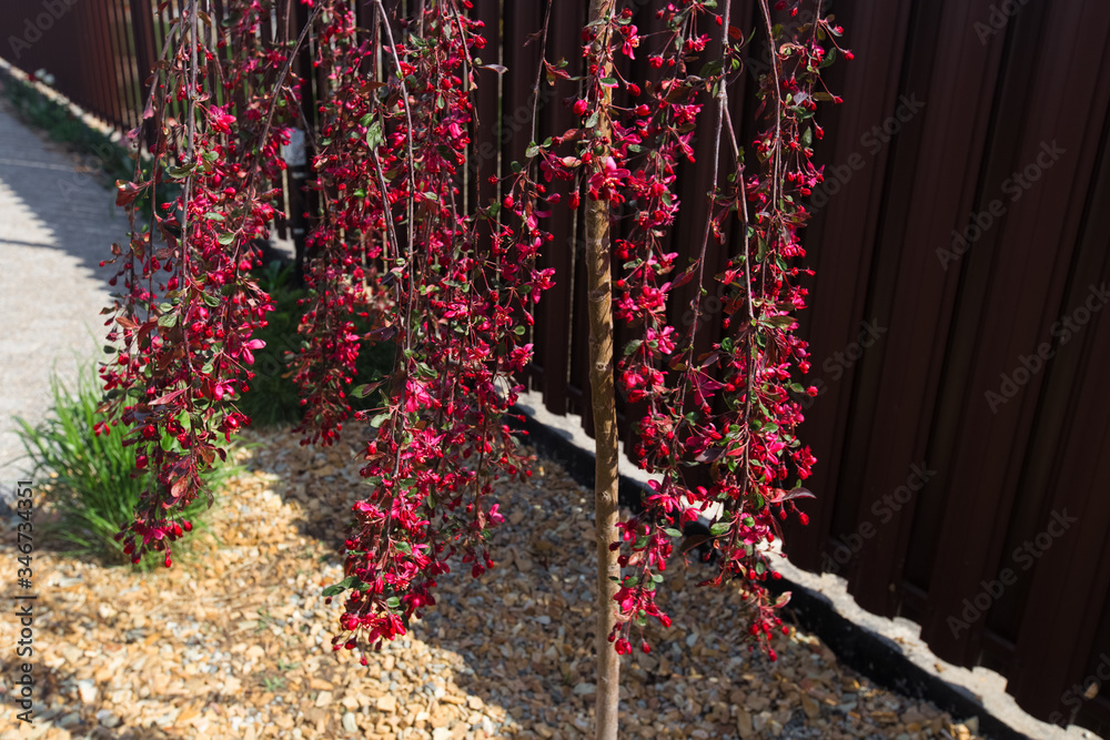 Pendulous branches cherry tree with red new leaves and red flowers against brown fence. Blossoming Weeping branches in a garden.