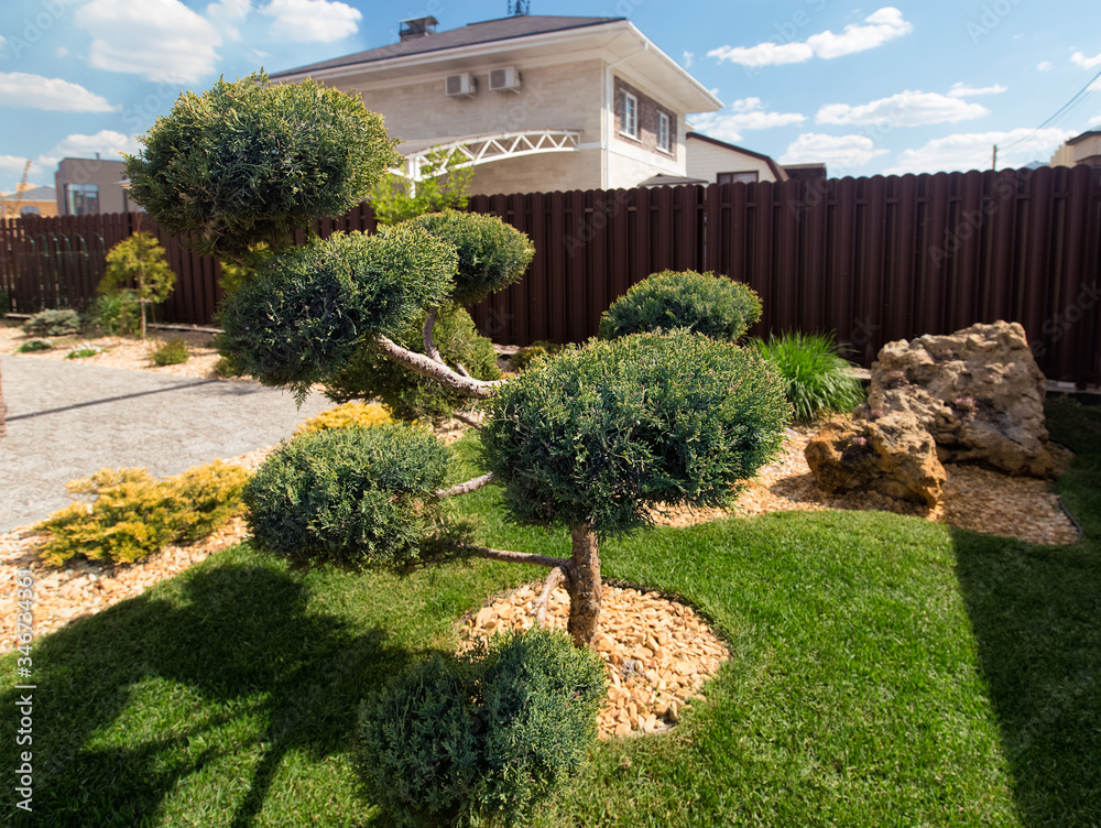 Modern conifer Garden design with large stones. Cloud pruned topiary tree. Rock garden design.
