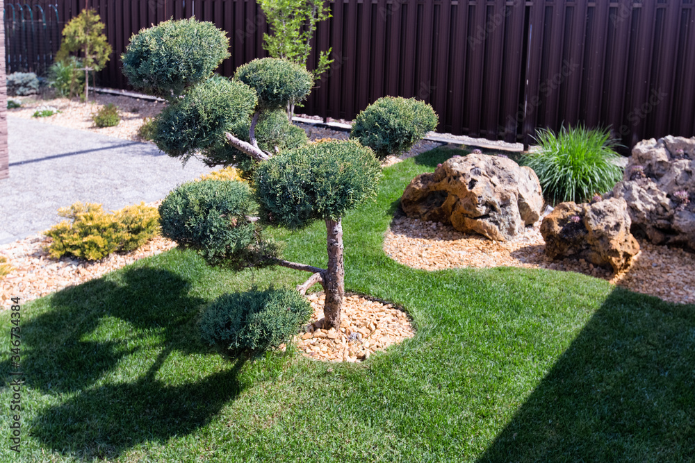 Modern conifer Garden design with large stones. Cloud pruned topiary tree. Rock garden design.