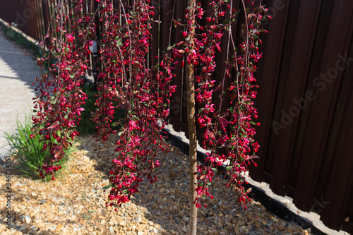 Obraz na płótnie Pendulous branches cherry tree with red new leaves and red flowers against brown fence. Blossoming Weeping branches in a garden. w salonie