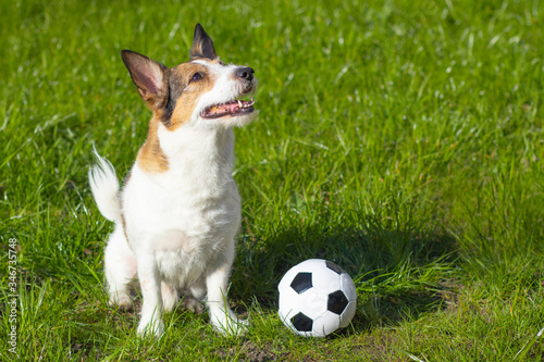 Happy dog sits on green grass, looks at the top. Pet, Funny puppy sits in front of a soccer ball, copy space © Дарья Шуйскова