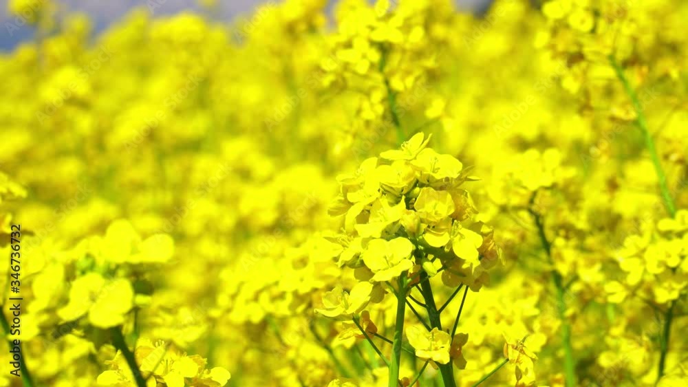 菜の花と北アルプス 菜の花と北アルプス