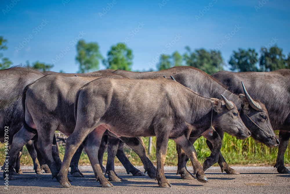 Fototapeta premium The buffalo is the farmer's pet. Many buffalo