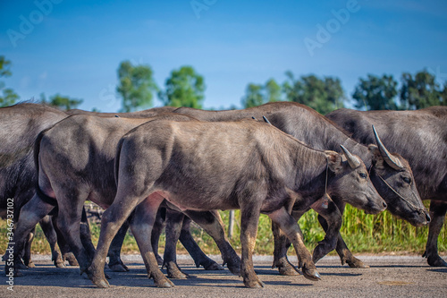 The buffalo is the farmer's pet. Many buffalo © Thanaphat
