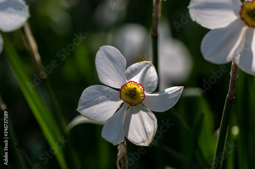 Blooming white narcissus in spring