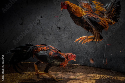 Fighting cock Gamecocks are considered a folk sport.