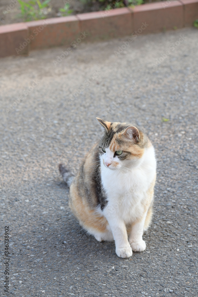 外猫（１０歳）