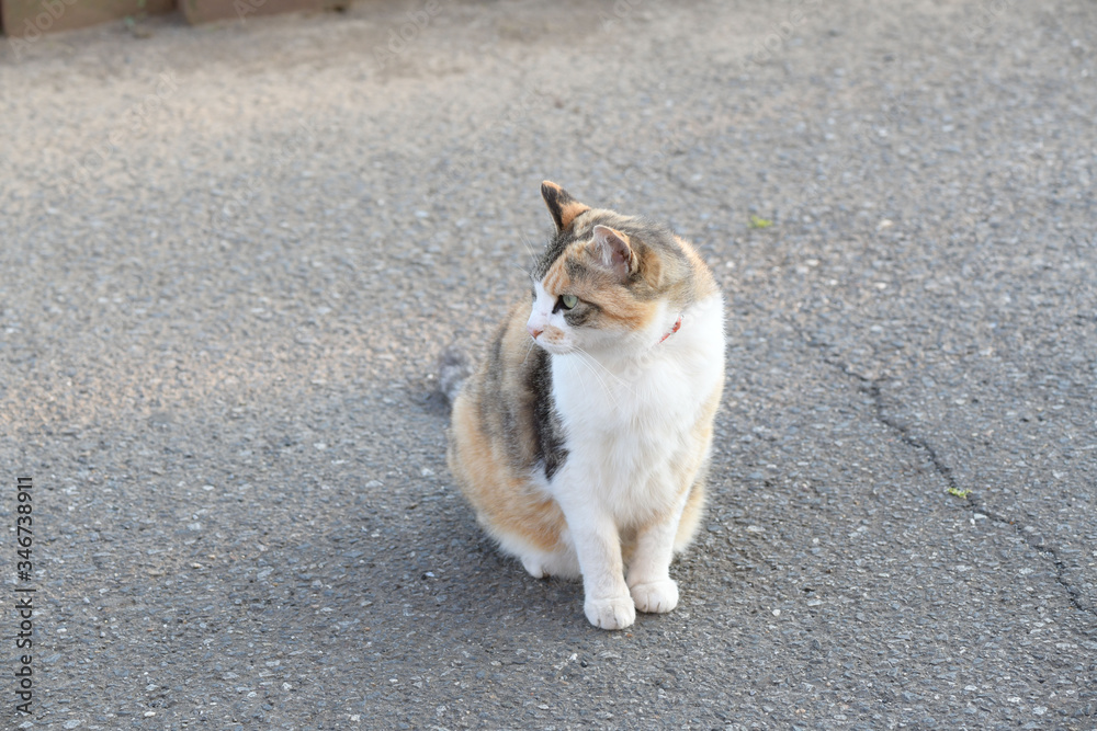 外猫（１０歳）