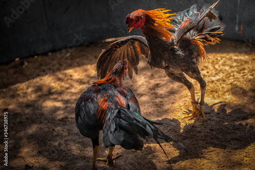 Quadro su tela Fighting cock Gamecocks are considered a folk sport.
