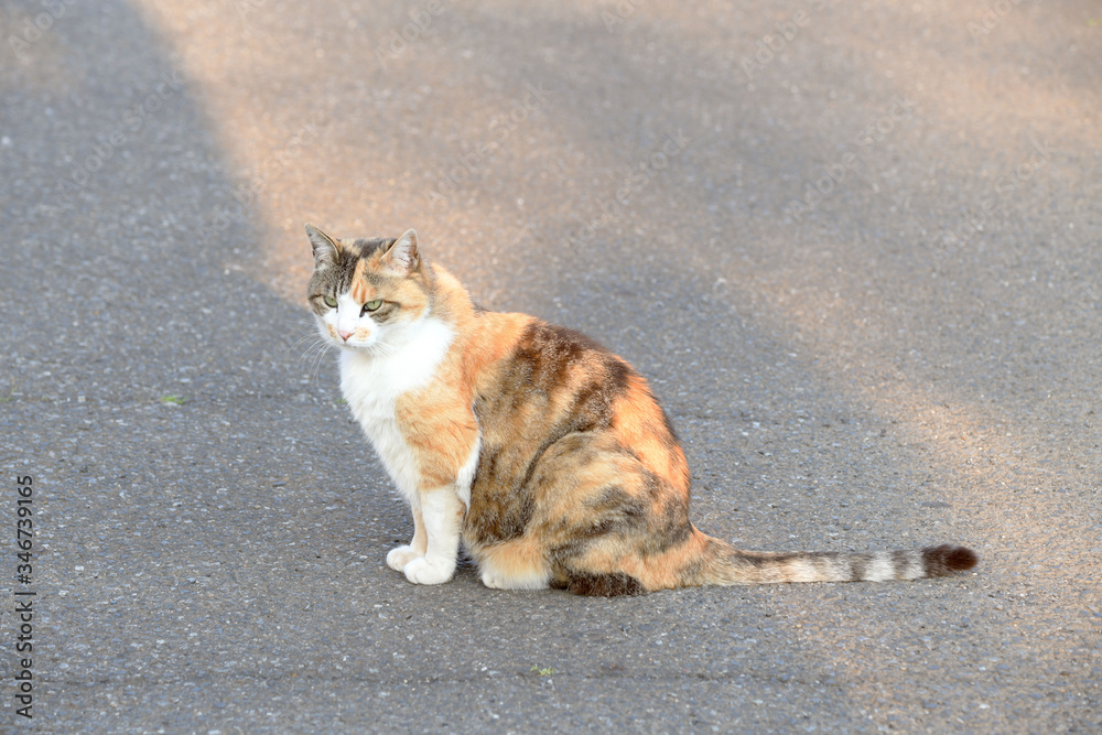 外猫(10歳) 外猫(10歳)